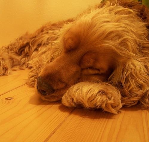 影晨文化：西班牙獵犬“飆車(chē)”場(chǎng)景